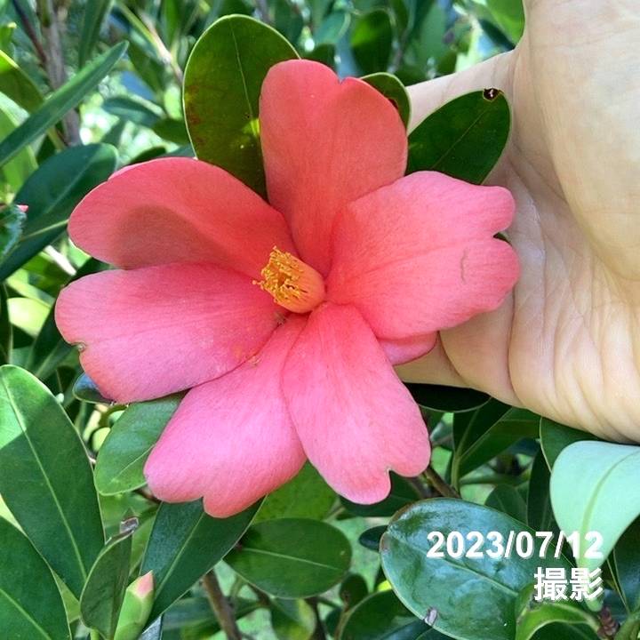 椿 アザレアツバキ 5号|花木04-PA