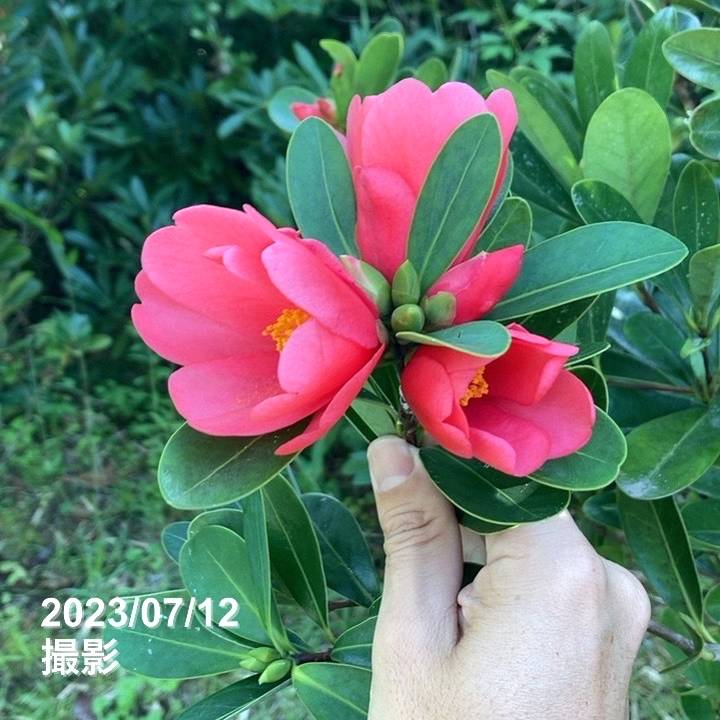 椿 アザレアツバキ 5号|花木04-PA