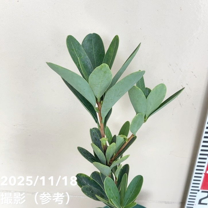 椿 アザレアツバキ 5号|花木04-PA