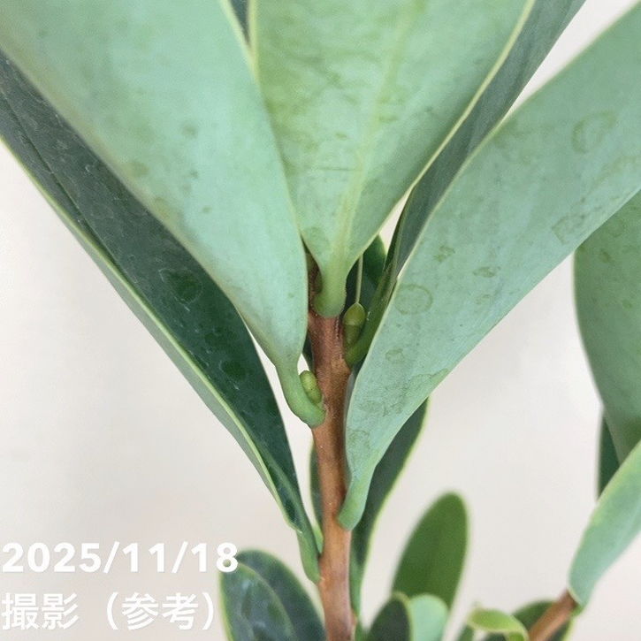 椿 アザレアツバキ 5号|花木04-PA