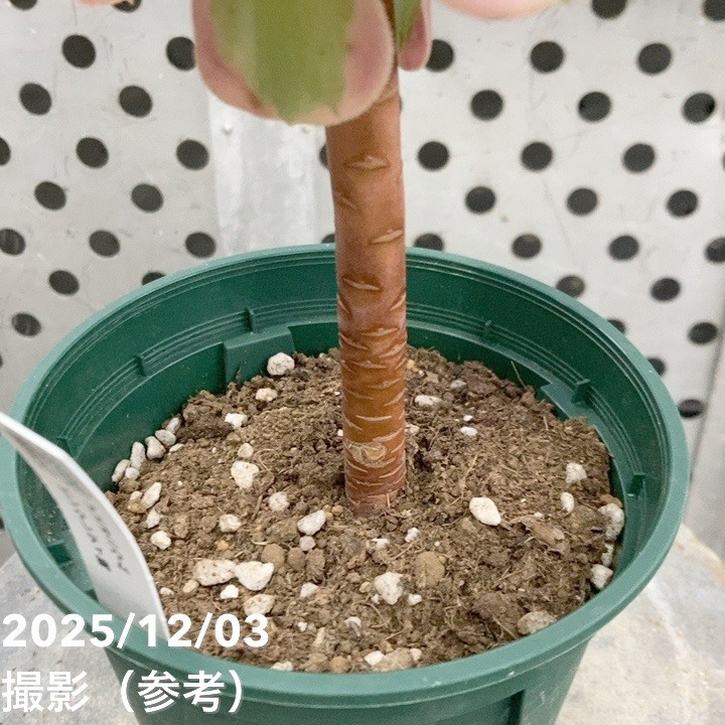 アエオニウム ピンクレディ錦 4号｜観葉04-PA | □キーワードから探す