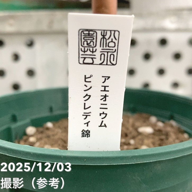 Top【選抜株】21297アエオニウム グリーンビーンペースト15個鉢無し/脱土 アエオニウム ピンクレディ錦 4号｜観葉04-PA | □キーワードから探す