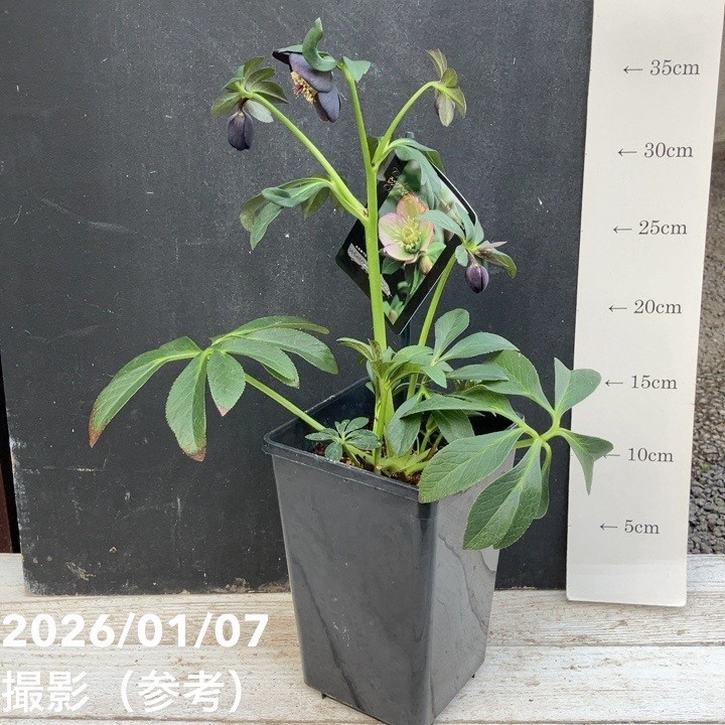 一点物】堀切園 クリスマスローズ ウィンターシンフォニー 5号角鉢