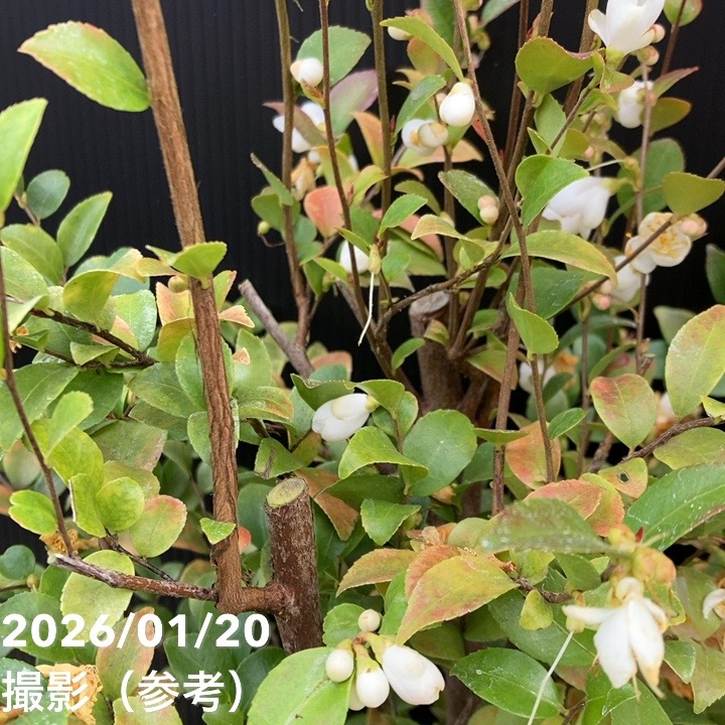 激レア！現品お届け】椿 ツバキ 6号 細葉連芯茶 KM2［こだわりの前田