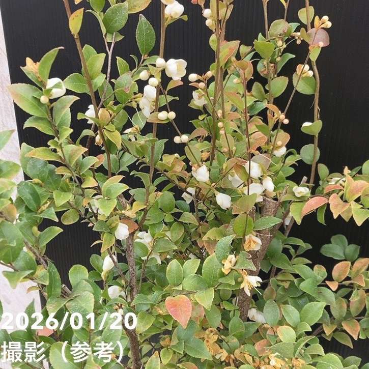 激レア！現品お届け】椿 ツバキ 6号 細葉連芯茶 KM2［こだわりの前田