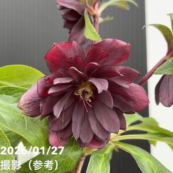 一点物】広瀬園芸 クリスマスローズ 5号（HR1）｜山野04-PA | 草花