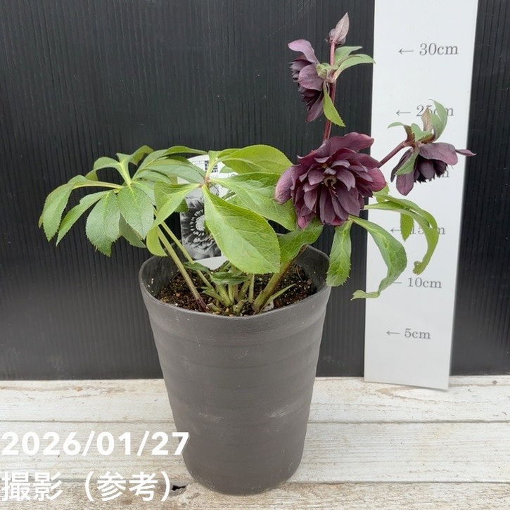 一点物】広瀬園芸 クリスマスローズ 5号（HR1）｜山野04-PA | 草花