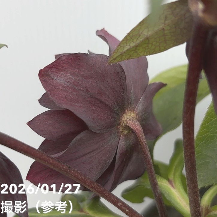 一点物】広瀬園芸 クリスマスローズ 5号（HR1）｜山野04-PA | 草花