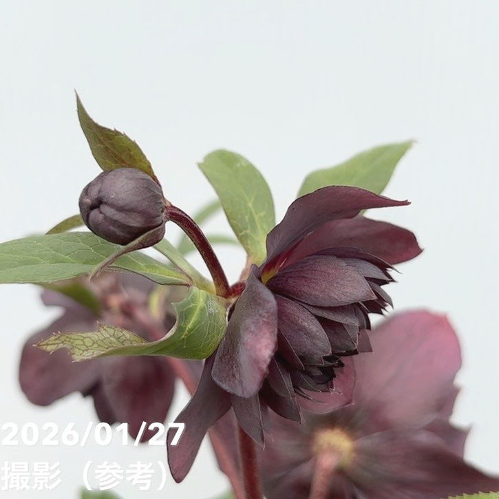 一点物】広瀬園芸 クリスマスローズ 5号（HR1）｜山野04-PA | 草花