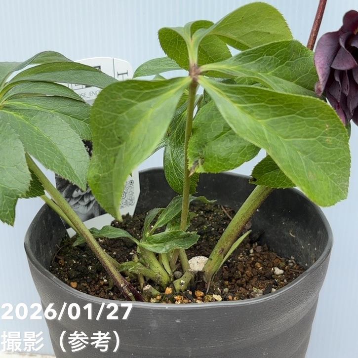 一点物】広瀬園芸 クリスマスローズ 5号（HR1）｜山野04-PA | 草花