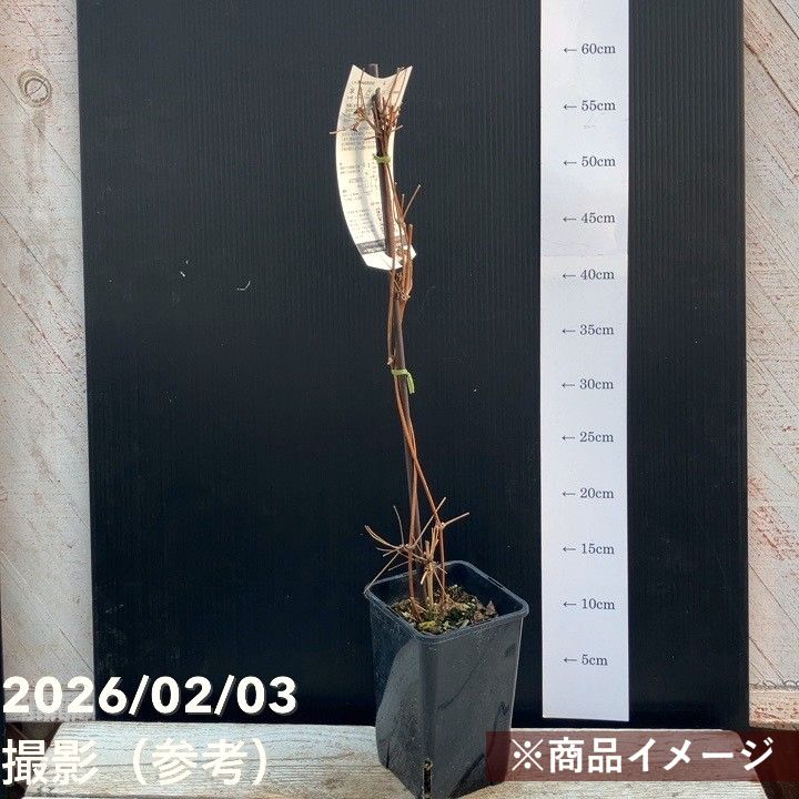 クレマチス ヘラクレイフォリア系(木立性)歩々 4号|草花04-PA