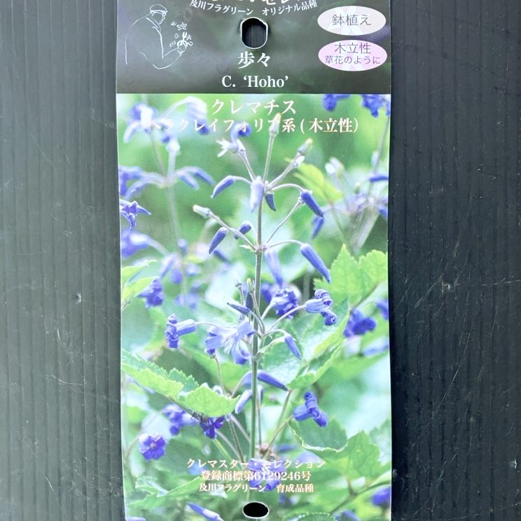 クレマチス ヘラクレイフォリア系(木立性)歩々 4号|草花04-PA