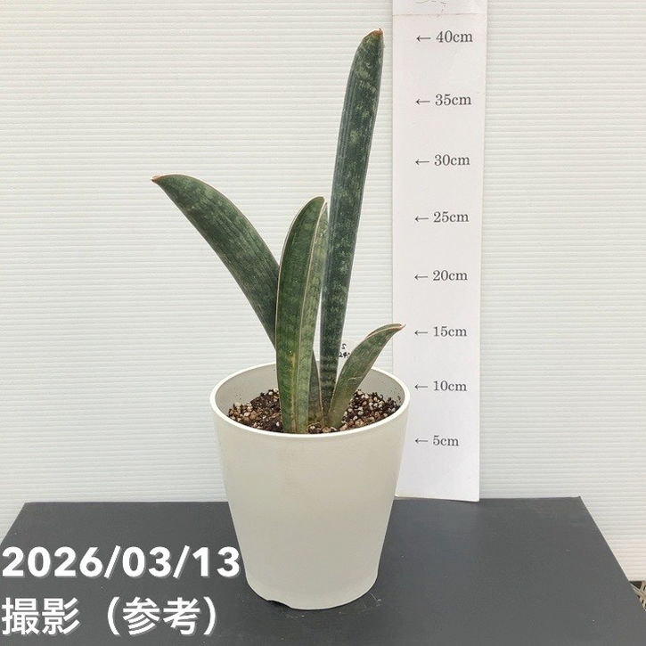 現品お届け】サンスベリア 5号 ベースボールバット プラ鉢（S242