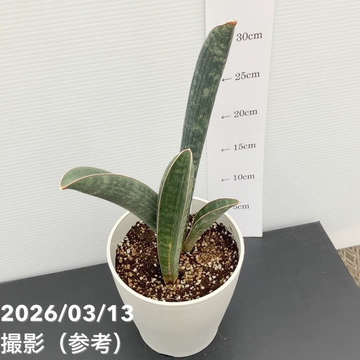 現品お届け】サンスベリア 5号 ベースボールバット プラ鉢（S242