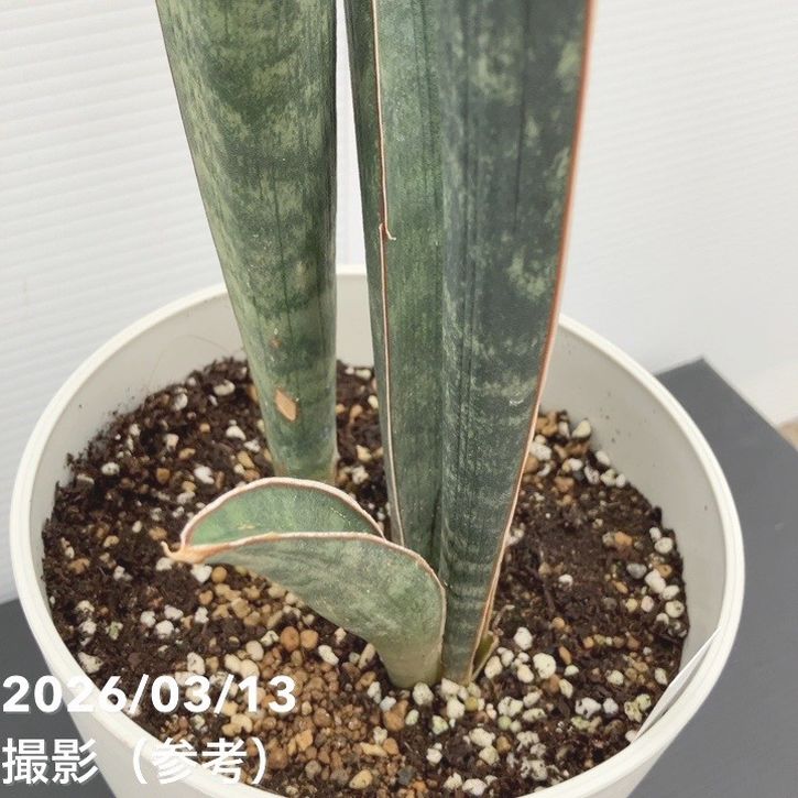 現品お届け】サンスベリア 5号 ベースボールバット プラ鉢（S242