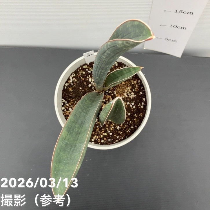 現品お届け】サンスベリア 5号 ベースボールバット プラ鉢（S242