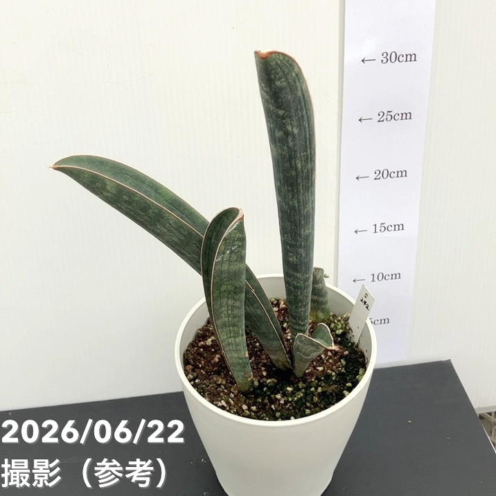 現品お届け】サンスベリア 5号 ベースボールバット プラ鉢（S242