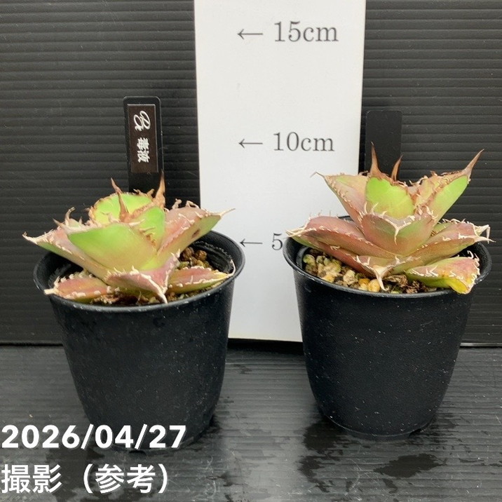 アガベ 2.5号 毒液 Venom｜観葉10-TU | 観葉・多肉,アガベ | 赤塚