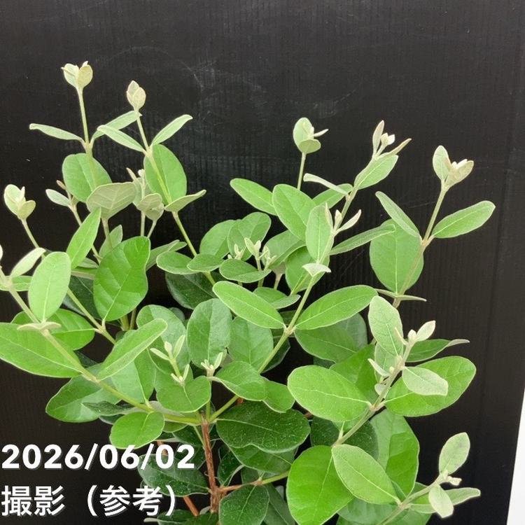 フェイジョア 5号｜果樹10-TU | 果樹 | 赤塚植物園オンライン 花の音
