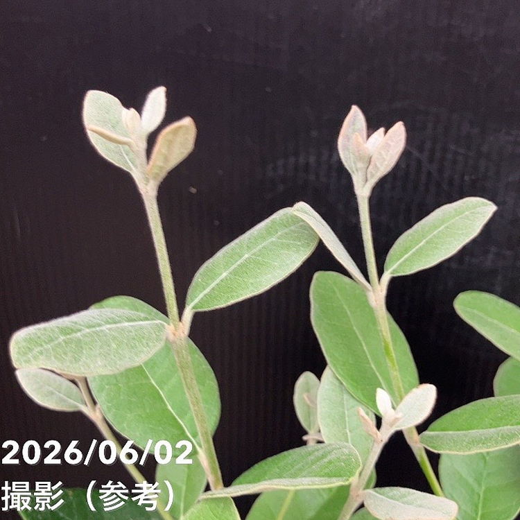 フェイジョア 5号｜果樹10-TU | 果樹 | 赤塚植物園オンライン 花の音