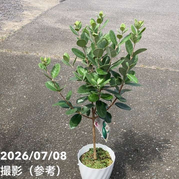 決算P5倍！10%OFF！8/2まで】フェイジョア 5号｜果樹10-TU | 果樹