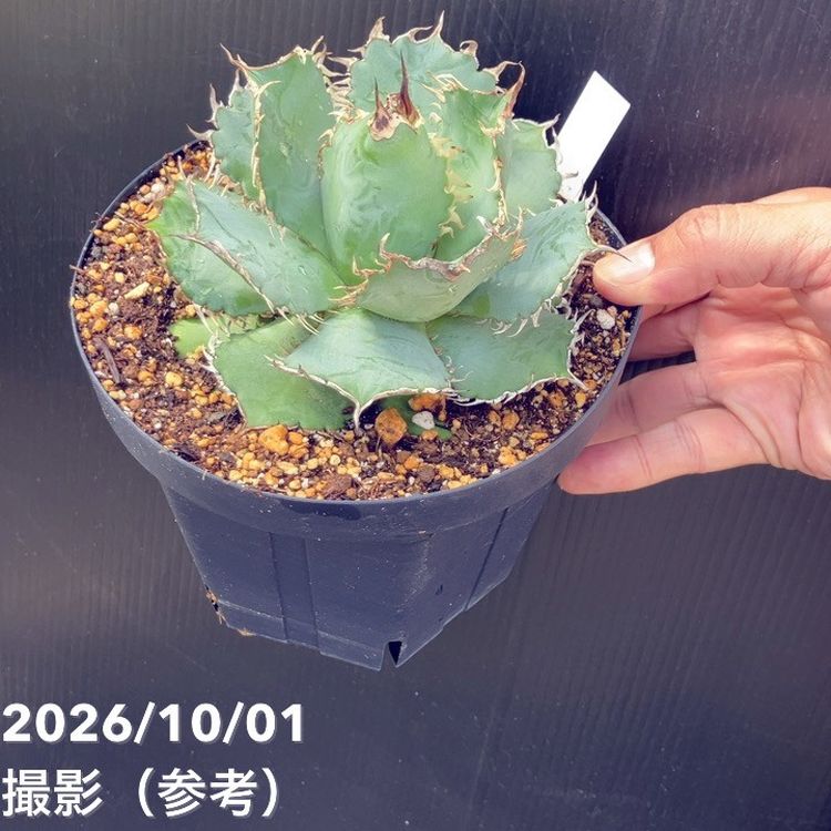 秋セール10%OFF！11/1まで】アガベ 5号 フィリグリー｜観葉10-TU
