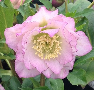 ホワイトローズとピオニーの豪華特大エレガントリース♪☆タッセル装飾付☆ ホワイトローズとピオニーの豪華特大エレガントリース♪☆タッセル装飾付☆