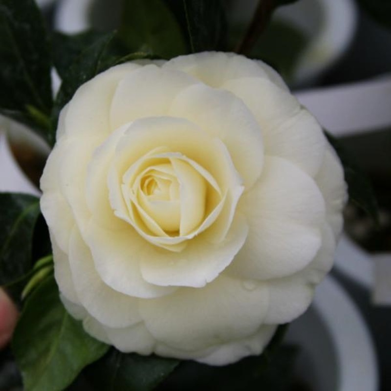 ダーロネガ　ダロ・ネーガ　黄色椿 椿 ダローネガ 苗 販売 苗木部 By 花ひろばオンライン