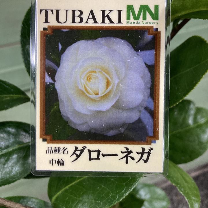 ダーロネガ　ダロ・ネーガ　黄色椿 椿 ダローネガ 苗 販売 苗木部 By 花ひろばオンライン