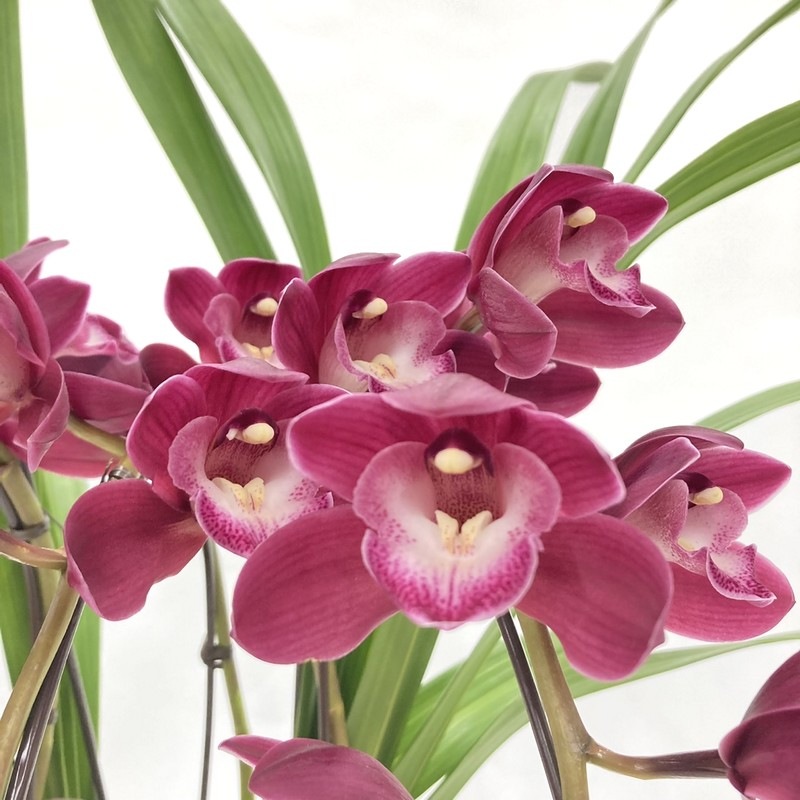 テーブルシンビジューム 赤～濃い目ピンク 3本立アーチ ファイヤー