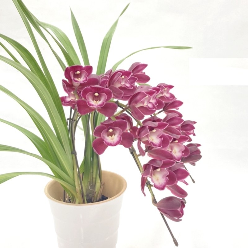 テーブルシンビジューム 赤～濃い目ピンク 3本立アーチ ファイヤー