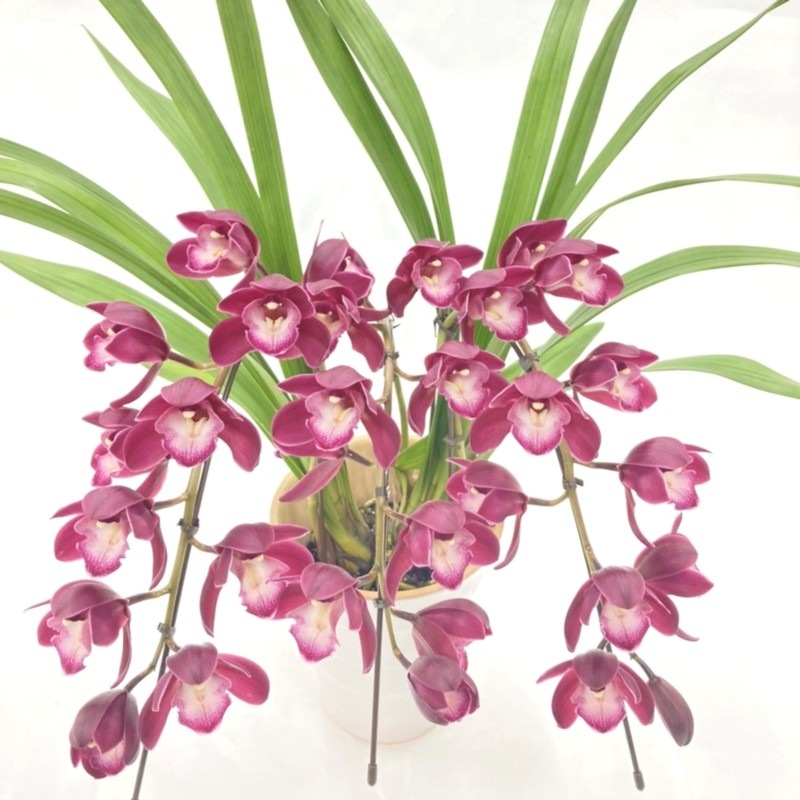 テーブルシンビジューム 赤～濃い目ピンク 3本立アーチ ファイヤー