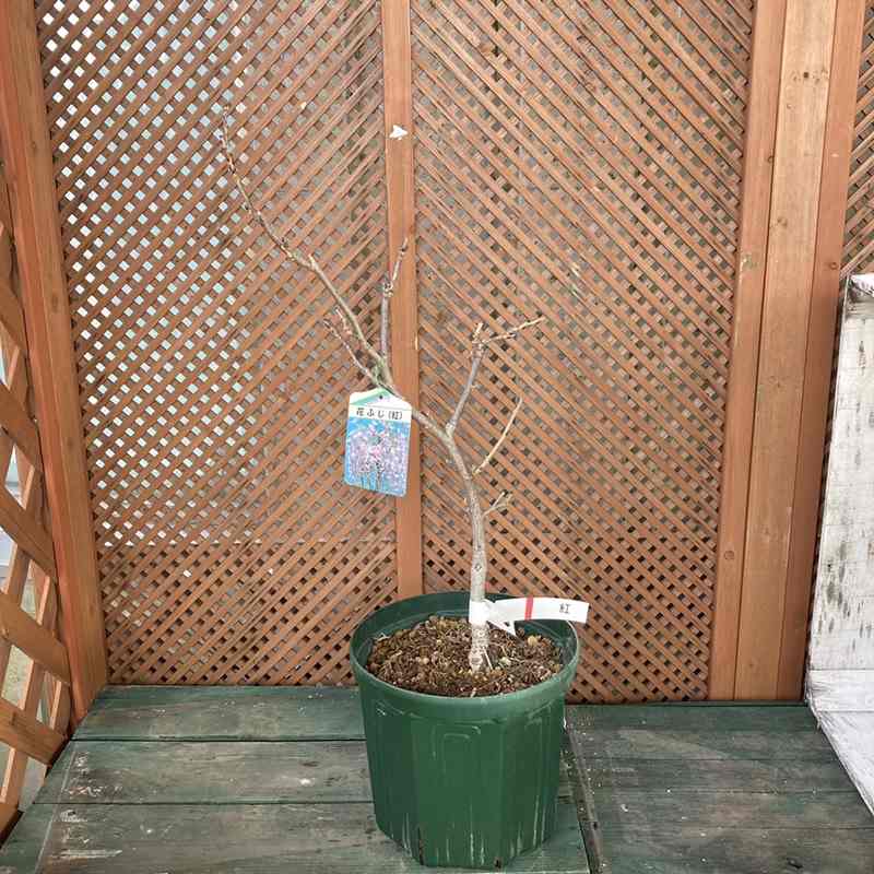 たおやかに咲く日本の藤(フジ)花フジ 紅(花芽付き)8号|花木04-PA