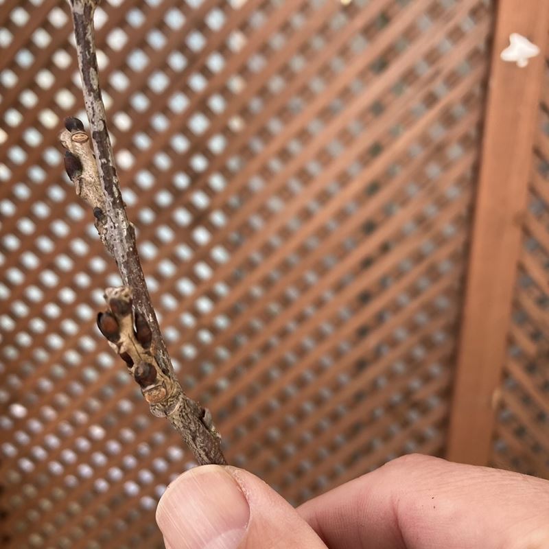 たおやかに咲く日本の藤(フジ)花フジ 紅(花芽付き)8号|花木04-PA