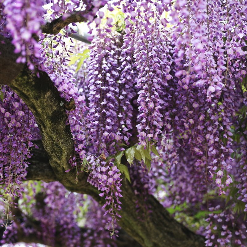 たおやかに咲く日本の藤(フジ)花フジ 紅(花芽付き)8号|花木04-PA