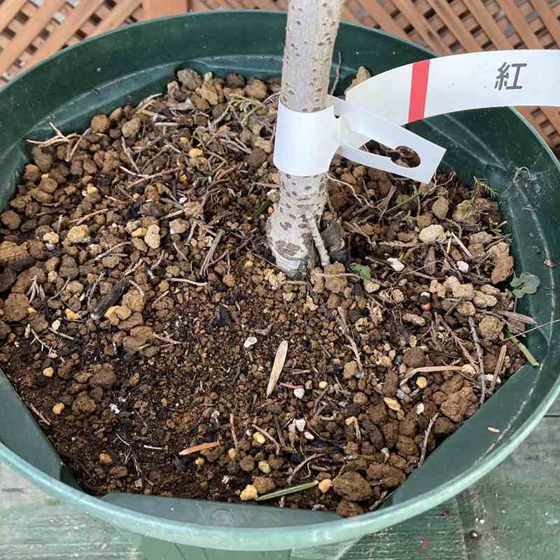 たおやかに咲く日本の藤(フジ)花フジ 紅(花芽付き)8号|花木04-PA