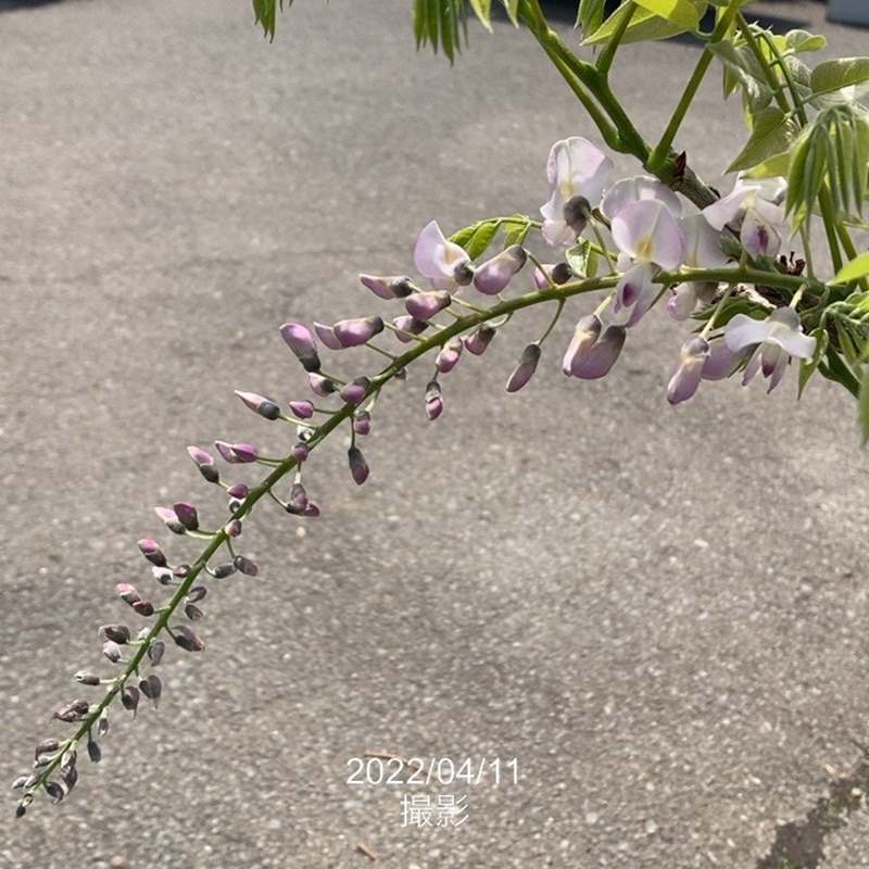 たおやかに咲く日本の藤(フジ)花フジ 紅(花芽付き)8号|花木04-PA