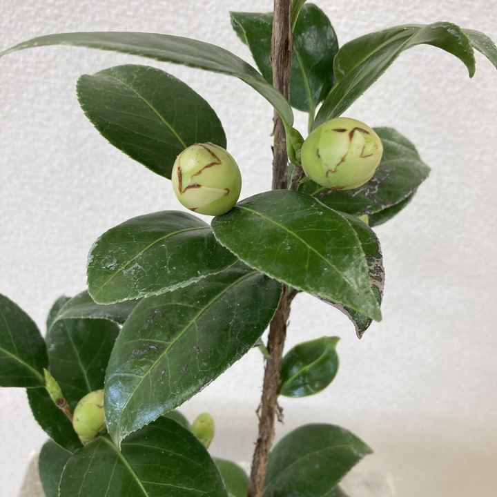 椿 ツバキ 4号 スワンレーク［こだわりの前田ナーセリー苗］｜花木04