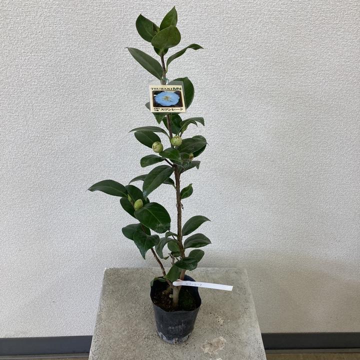 椿 ツバキ 4号 スワンレーク［こだわりの前田ナーセリー苗］｜花木04