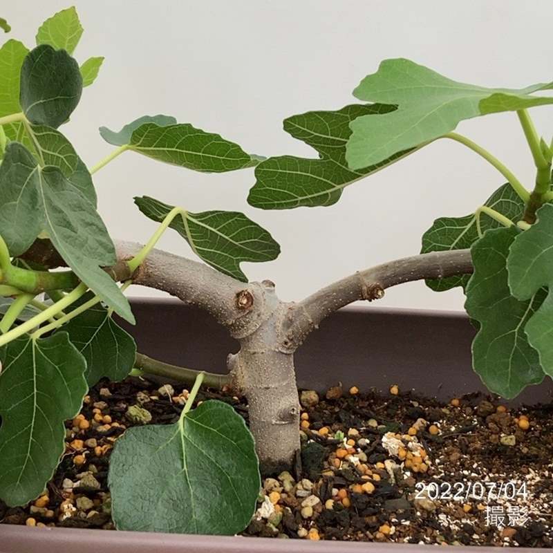 充実株 イシヅキ農園さん イチジク ドーフィン 一文字仕立てプランター