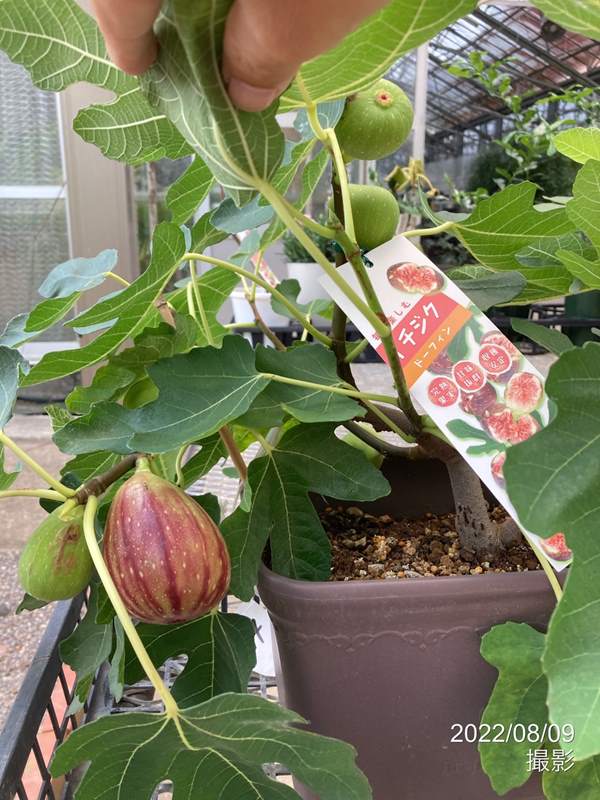 フルーツ鉢 ふるさと納税 まるで果実のようなジュレ詰合 Bセット 沖縄県大宜味村