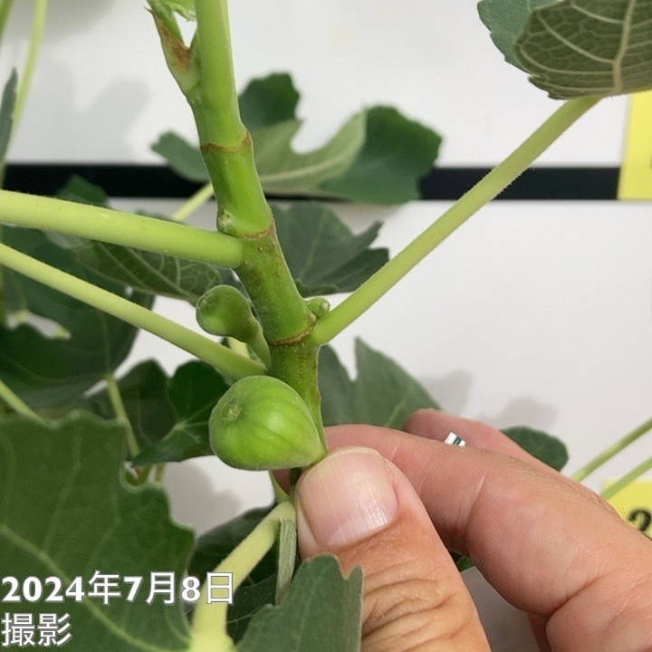 充実株 イシヅキ農園さん イチジク ドーフィン 一文字仕立てプランター