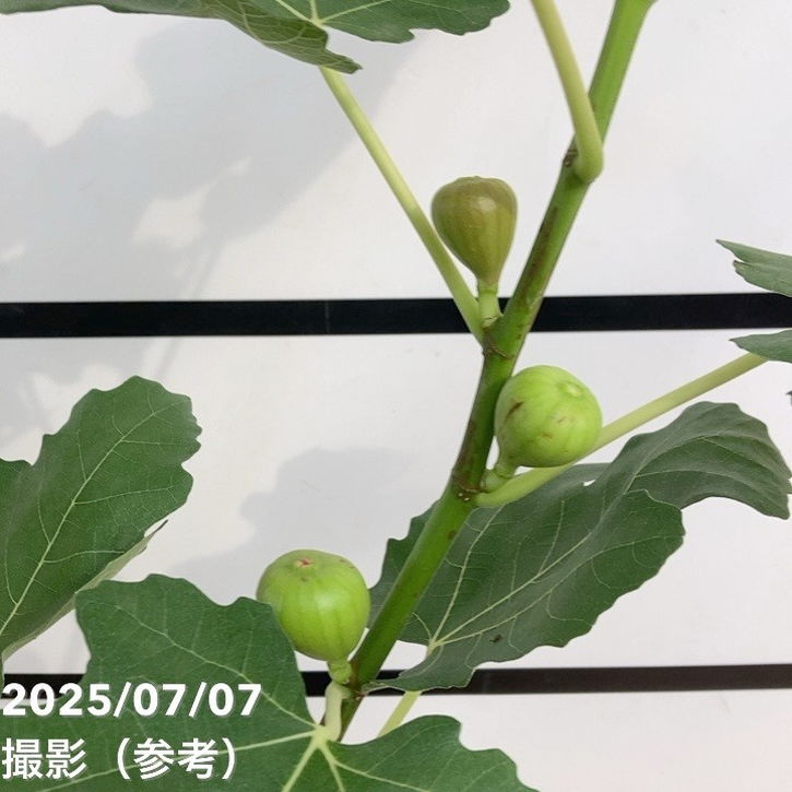 充実株 イシヅキ農園さん イチジク ドーフィン 一文字仕立てプランター