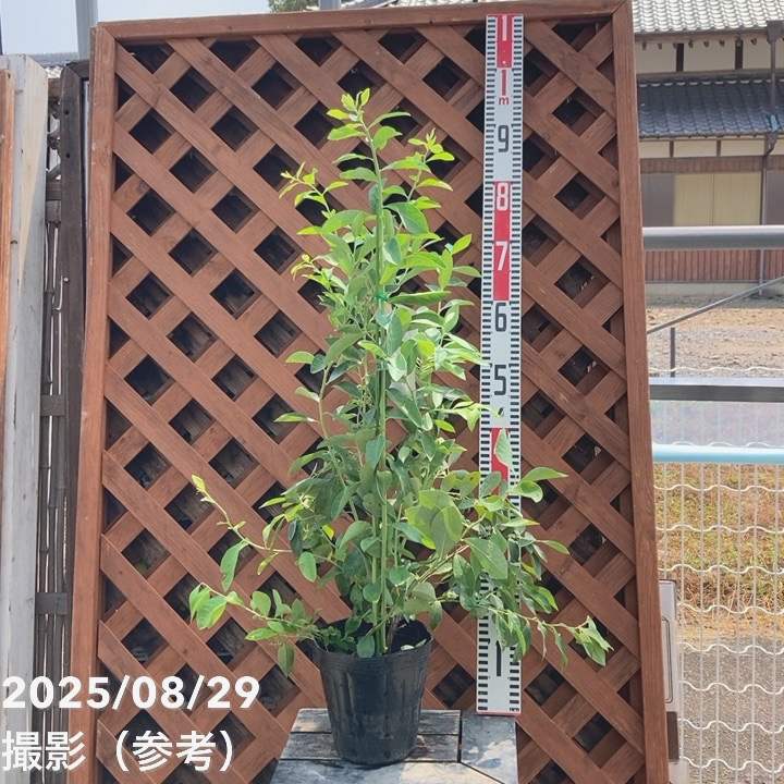 ブルーベリー ラビットアイ系 ティフブルー 4.5～5号｜果樹04-PA