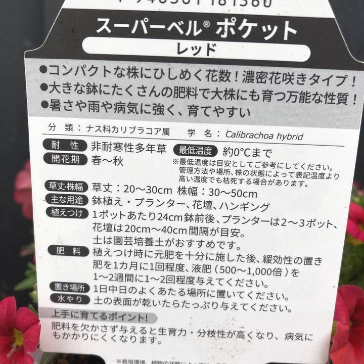 PW スーパーベル ポケット レッドimp 3.5号×3株セット｜草花04-PA