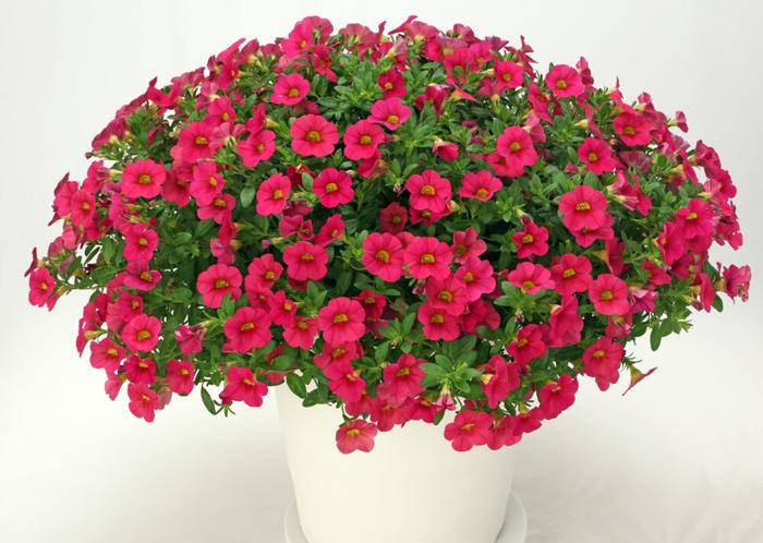 PW スーパーベル ポケット レッドimp 3.5号×3株セット｜草花04-PA