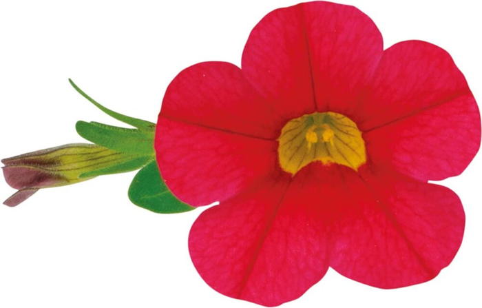 PW スーパーベル ポケット レッドimp 3.5号×3株セット｜草花04-PA