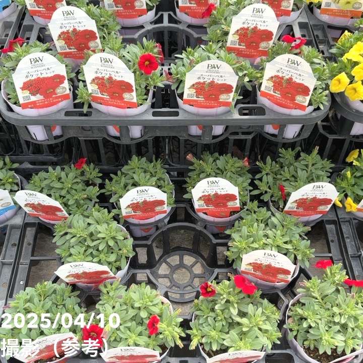PW スーパーベル ポケット レッドimp 3.5号×3株セット｜草花04-PA