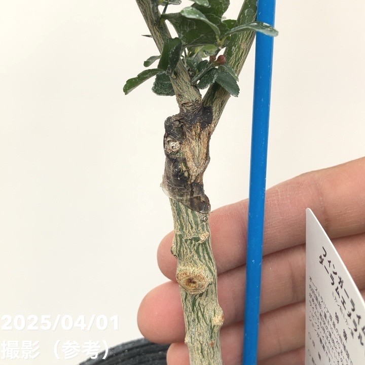 柑橘2年生　フィンガーライム接木苗／ダーラムエメラルド　8号鉢植え 柑橘2年生 フィンガーライム接木苗／ダーラムエメラルド 8号鉢植え