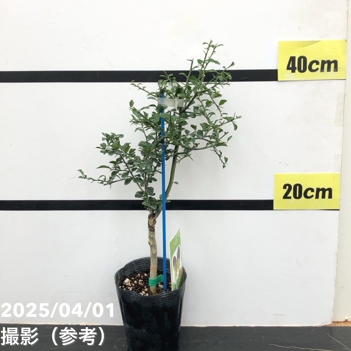 秋セール対象商品】フィンガーライム 3.5号 ダーラムエメラルド